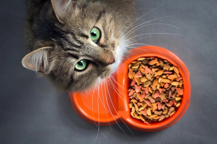 The Debate Over Pet Food Freshness The Debate Over Pet Food Freshness